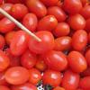 Cà chua bi rửa sạch vỏ, dùng que nhọn xâm đều những lỗ nhỏ trên từng quả cà.