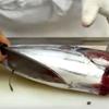 Đặt cá ngừ lên thớt, dùng dao sắc bén róc nhẹ 1 lớp da gần chỗ mang cá. Hướng di chuyển dao từ phía đuối về phần mang cá. Sau đó từ ngay vị trí mang cắt rời phần đầu cá.