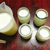 Múc sữa vào 1 cái ca có miệng phễu sau đó rót sữa vào các hũ đựng sữa chua và đậy nắp lại. Lưu ý nhỏ: hũ đựng sữa chua bạn nên tiệt trùng với nước sôi rồi lau khô mới đem sử dụng. Cho nước ấm vào nồi hoặc thùng xốp sau đó đặt các hũ sữa chua vào, lượng nước ngập 1/2 hũ sữa chua là được. Để nơi ấm áp để sữa lên men tốt hơn, ủ sữa khoảng 6-8 tiếng tùy theo thời tiết, nếu thời tiết nóng sữa sẽ nhanh chua hơn.