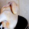 Sau khi nước sôi, dùng đũa nâng gà lên để dốc bỏ nước lạnh bên trong bụng rồi cho gà vào lại nồi nước sôi. Khi nước sôi lại, hạ nhiệt.