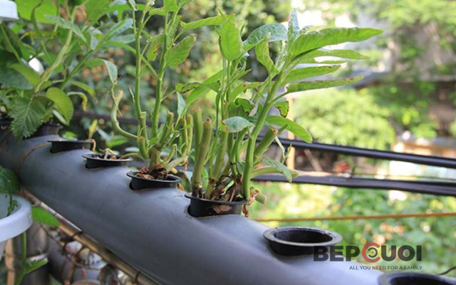 10 Cách Sử Dụng Ống Nhựa PVC Để Làm Vườn