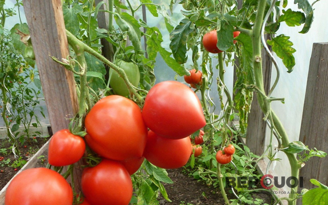 7 cách làm giàn đơn giản cho những cây cà chua sai trĩu quả