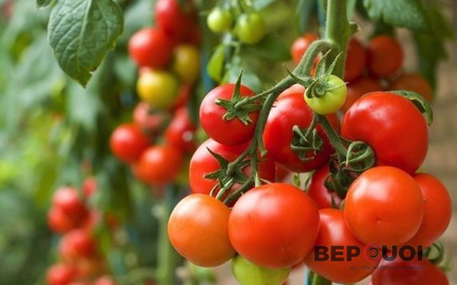 Bí kíp trồng cà chua siêu nhanh vào mùa hè