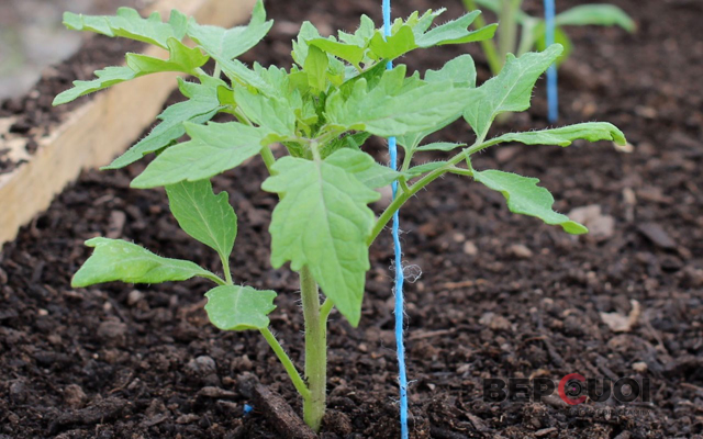 Cách trồng cây cà chua siêu hay chỉ với 1 lát cà chua chín