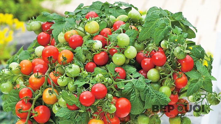 Hướng dẫn cách trồng và chăm sóc cà chua bi trĩu quả tại nhà Bếp Cười 7