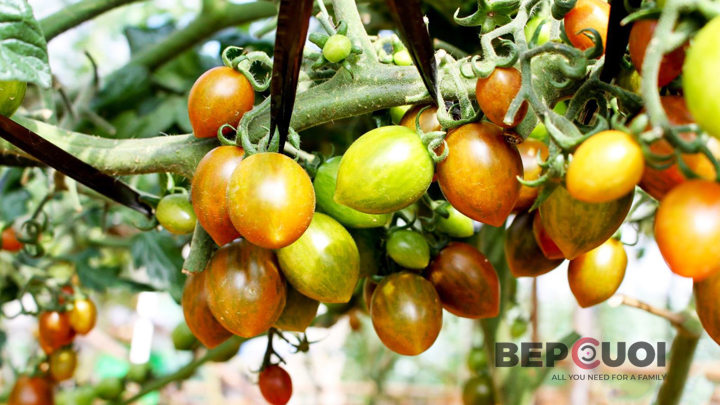 Hướng dẫn cách trồng và chăm sóc cà chua bi trĩu quả tại nhà Bếp Cười 1