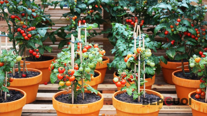 Hướng dẫn cách trồng và chăm sóc cà chua bi trĩu quả tại nhà Bếp Cười 2