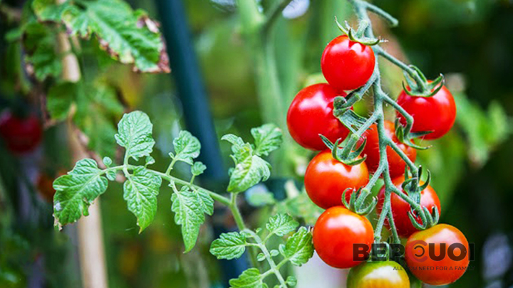 Hướng dẫn cách trồng và chăm sóc cà chua bi trĩu quả tại nhà Bếp Cười 3