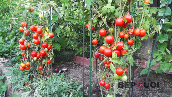 Hướng dẫn cách trồng và chăm sóc cà chua bi trĩu quả tại nhà Bếp Cười 5