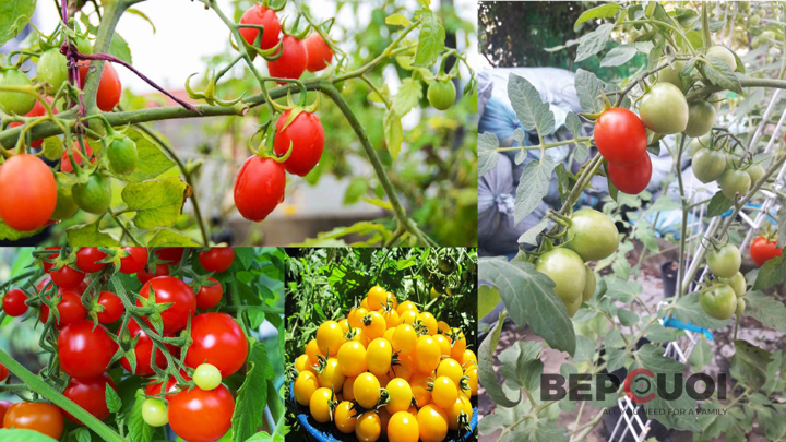 Hướng dẫn cách trồng và chăm sóc cà chua bi trĩu quả tại nhà Bếp Cười 6