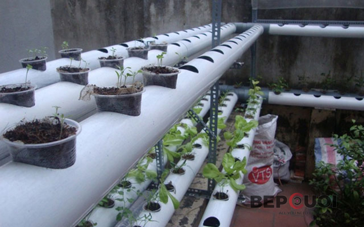 Mô hình trồng rau bằng ống nhựa vPVC hiện đại trên sân thượng