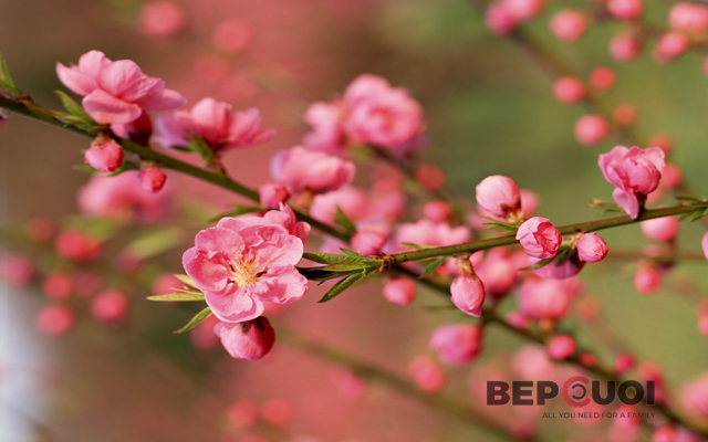 Ý nghĩa những loại hoa Tết thường được trưng bày trong nhà vào ngày lễ cổ truyền Việt Nam